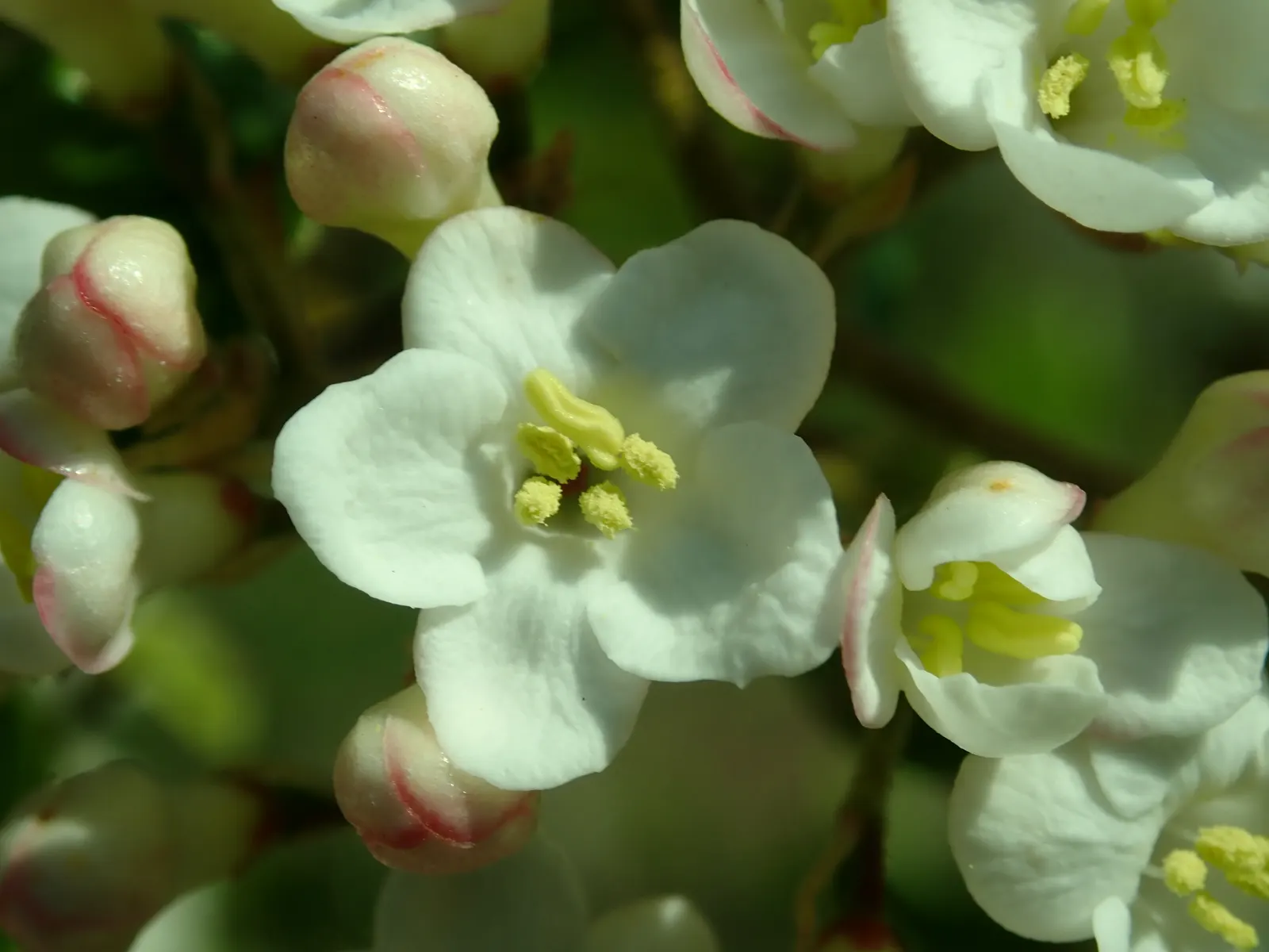 Burkwood Viburnum (Viburnum X Burkwoodii) — Mature plants reach 8-10 feet in height and spread 5-7 feet wide