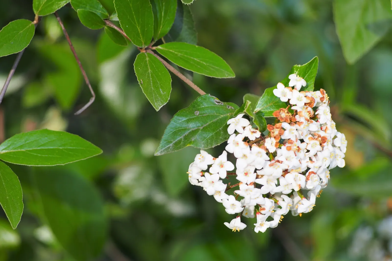 Burkwood Viburnum (Viburnum X Burkwoodii) — Minor pruning may be desired to maintain shape and promote denser growth