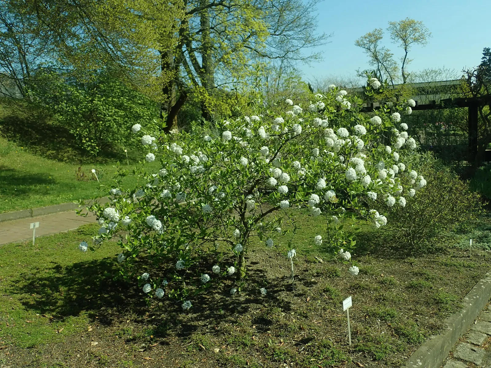 Burkwood Viburnum (Viburnum X Burkwoodii) — making them superb for hedges or foundational plantings; durable and low maintenance, it provides, image 55