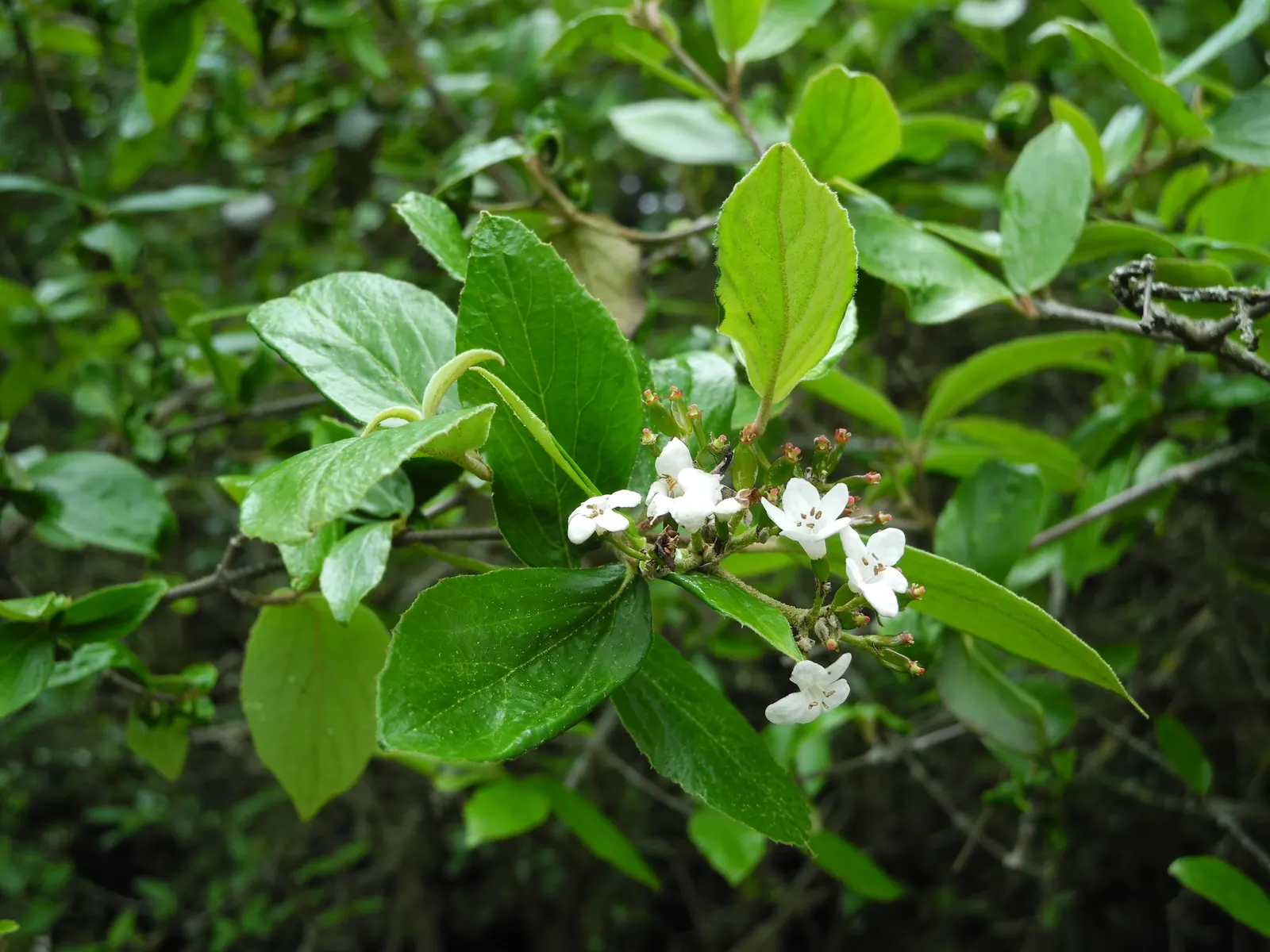 Burkwood Viburnum (Viburnum X Burkwoodii) — commonly known as Burkwood Viburnum; white to pinkish flowers in mid-spring, image 58