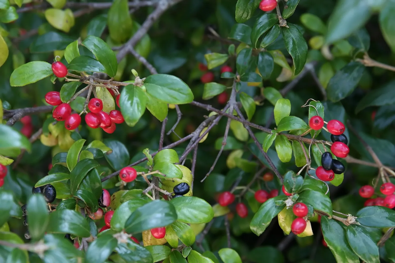 Burkwood Viburnum (Viburnum X Burkwoodii) — The Burkwood Viburnum (Viburnum x burkwoodii) is an enchanting semi-evergreen shrub