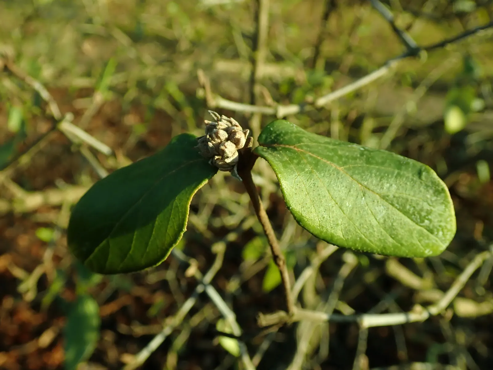 Burkwood Viburnum (Viburnum X Burkwoodii) — inheres excellent qualities from both parents