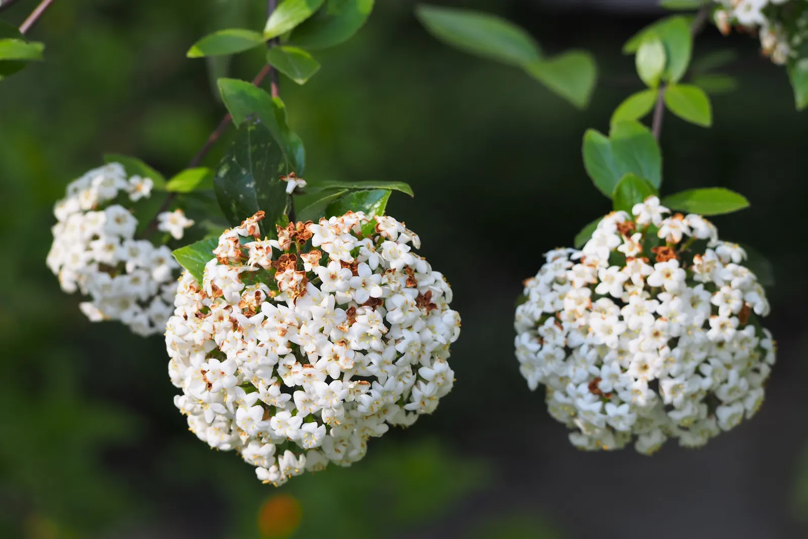 Burkwood Viburnum (Viburnum X Burkwoodii) — leathery leaves and dense growth habit provide a lush backdrop for summer perennials