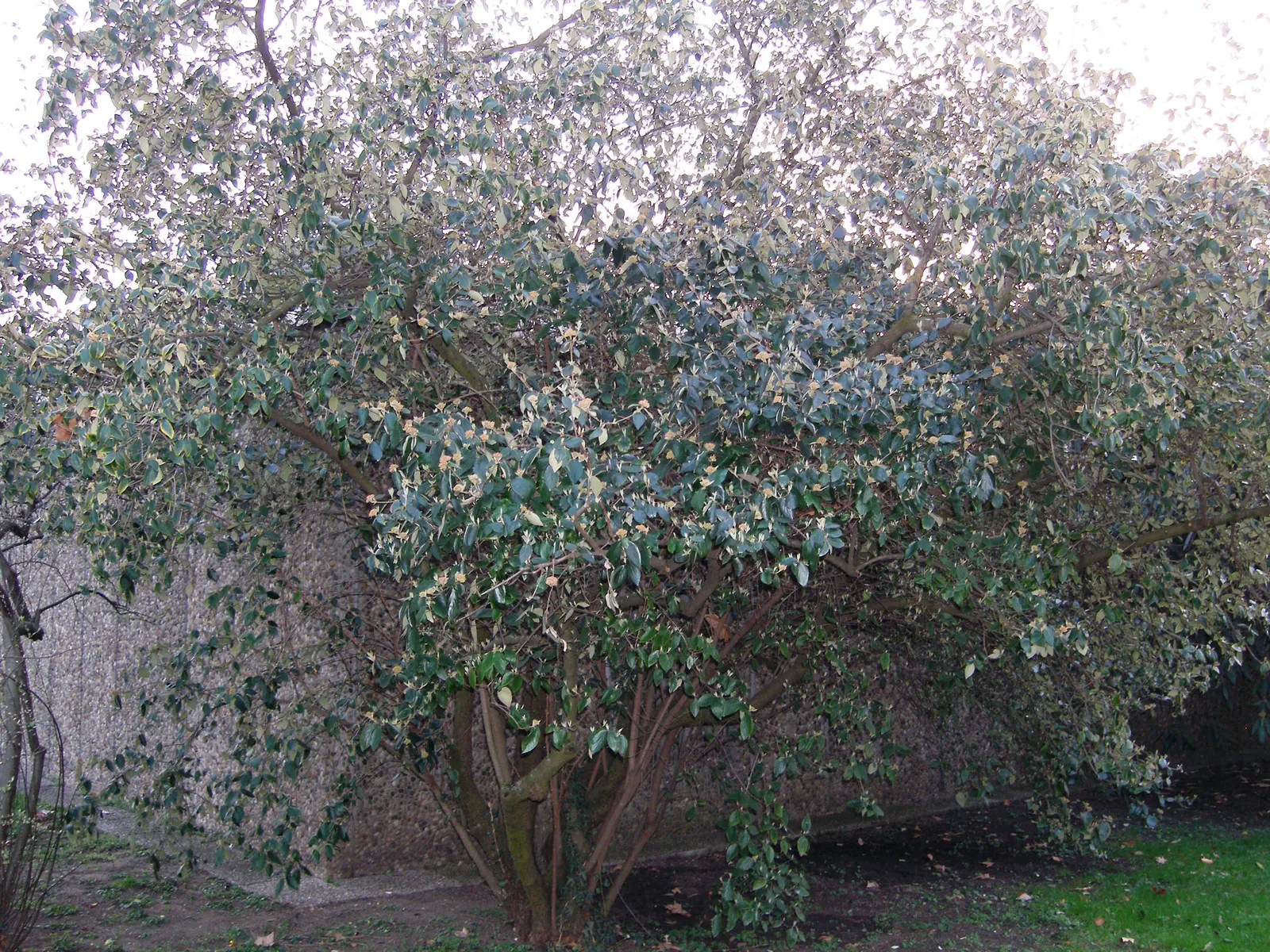 Burkwood Viburnum (Viburnum X Burkwoodii) — The Burkwood Viburnum (Viburnum x burkwoodii) is an enchanting semi-evergreen shrub; mature plants reach 8-10 feet