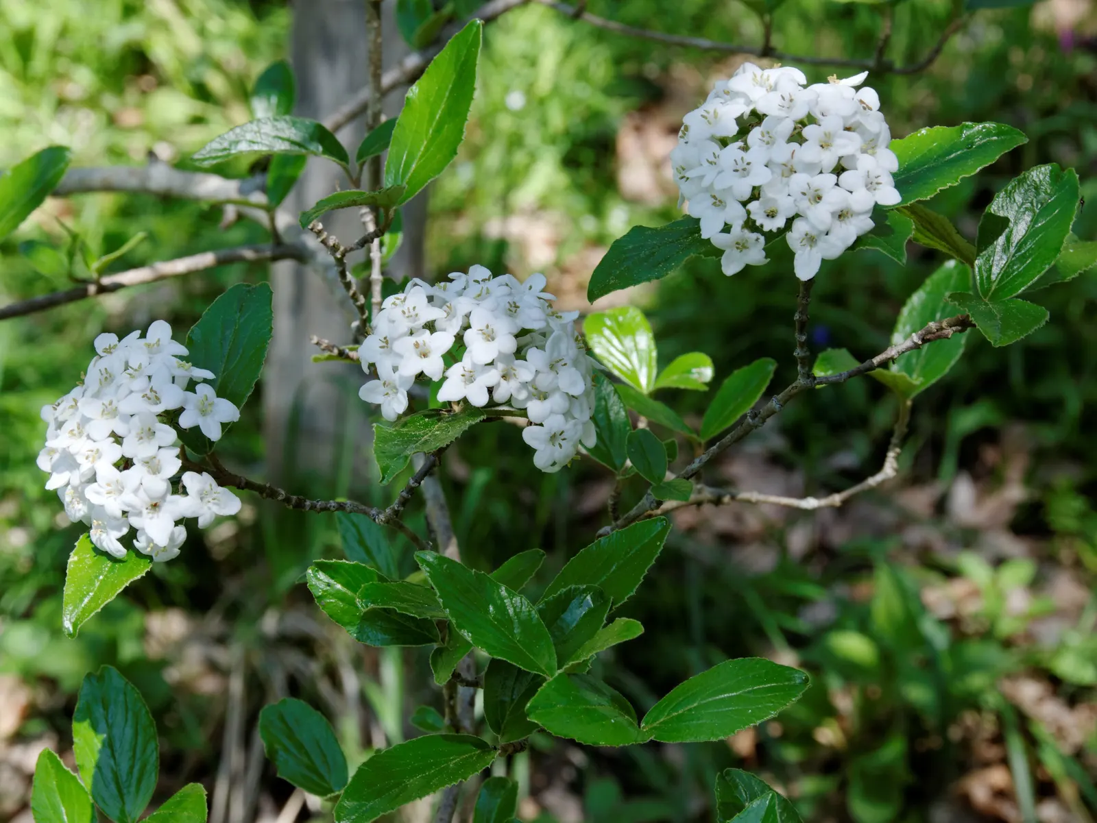Burkwood Viburnum (Viburnum X Burkwoodii) — cherished for its fragrant flowers and year-round interest in the landscape