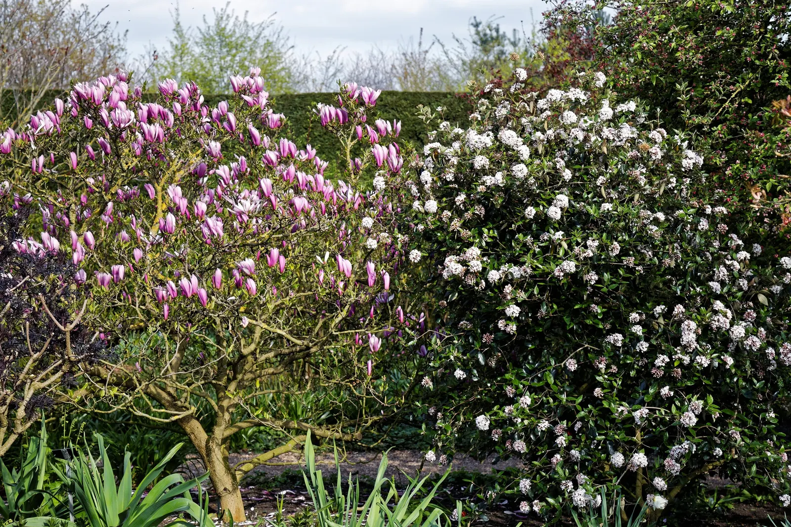 Burkwood Viburnum (Viburnum X Burkwoodii) — making them superb for hedges or foundational plantings; durable and low maintenance, it provides year-round