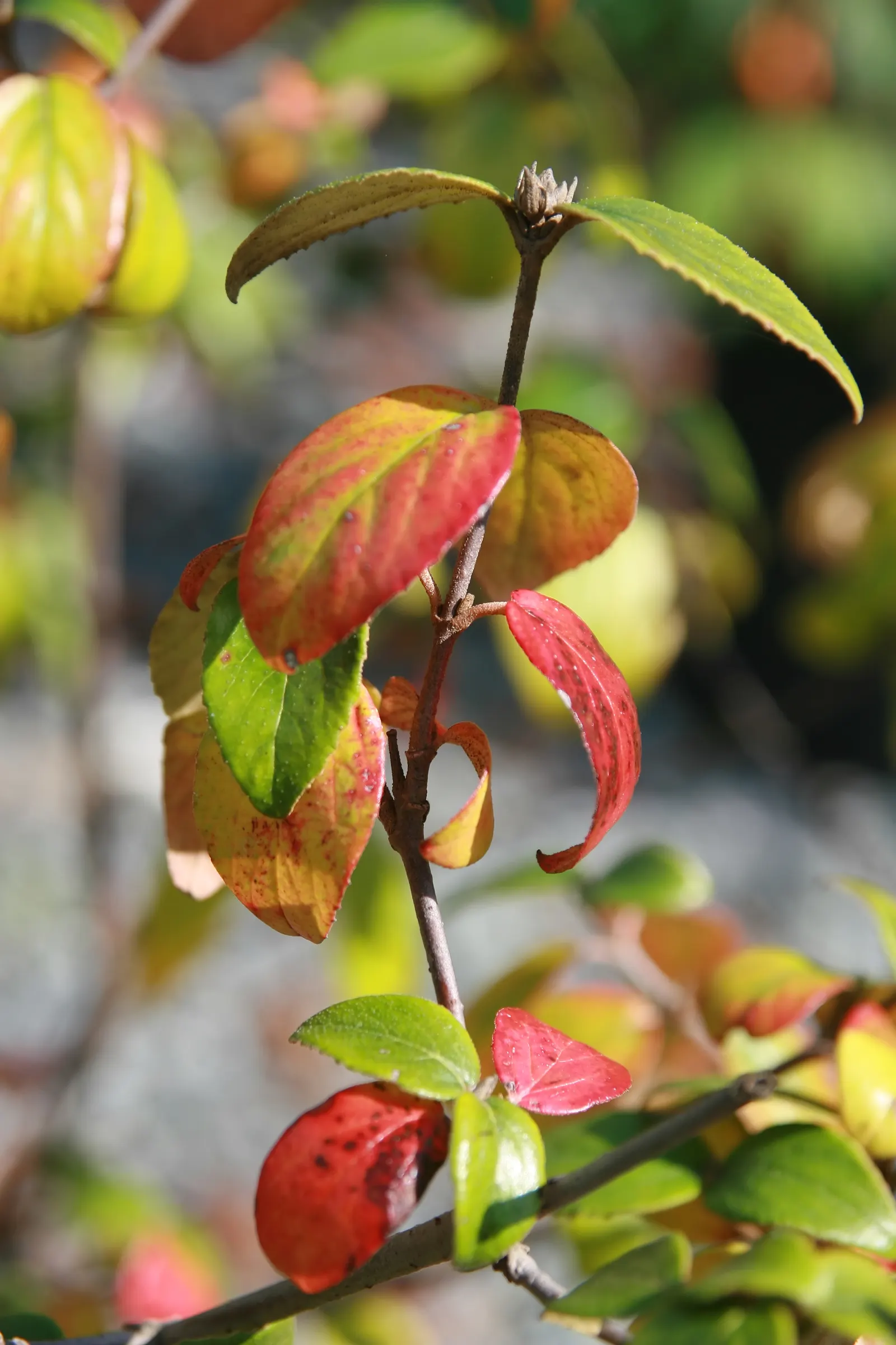 Burkwood Viburnum (Viburnum X Burkwoodii) — showcasing a bountiful display of intoxicatingly scented