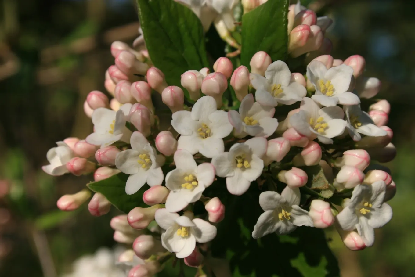 Burkwood Viburnum (Viburnum X Burkwoodii) — inheres excellent qualities from both parents; this hybrid prefers full sun to partial shade and well-drained soil