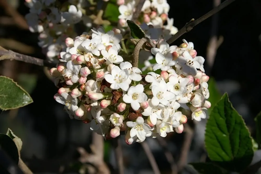 Burkwood Viburnum (Viburnum X Burkwoodii) — Minor pruning may be desired to maintain shape and promote denser growth; while its foliage may transform into