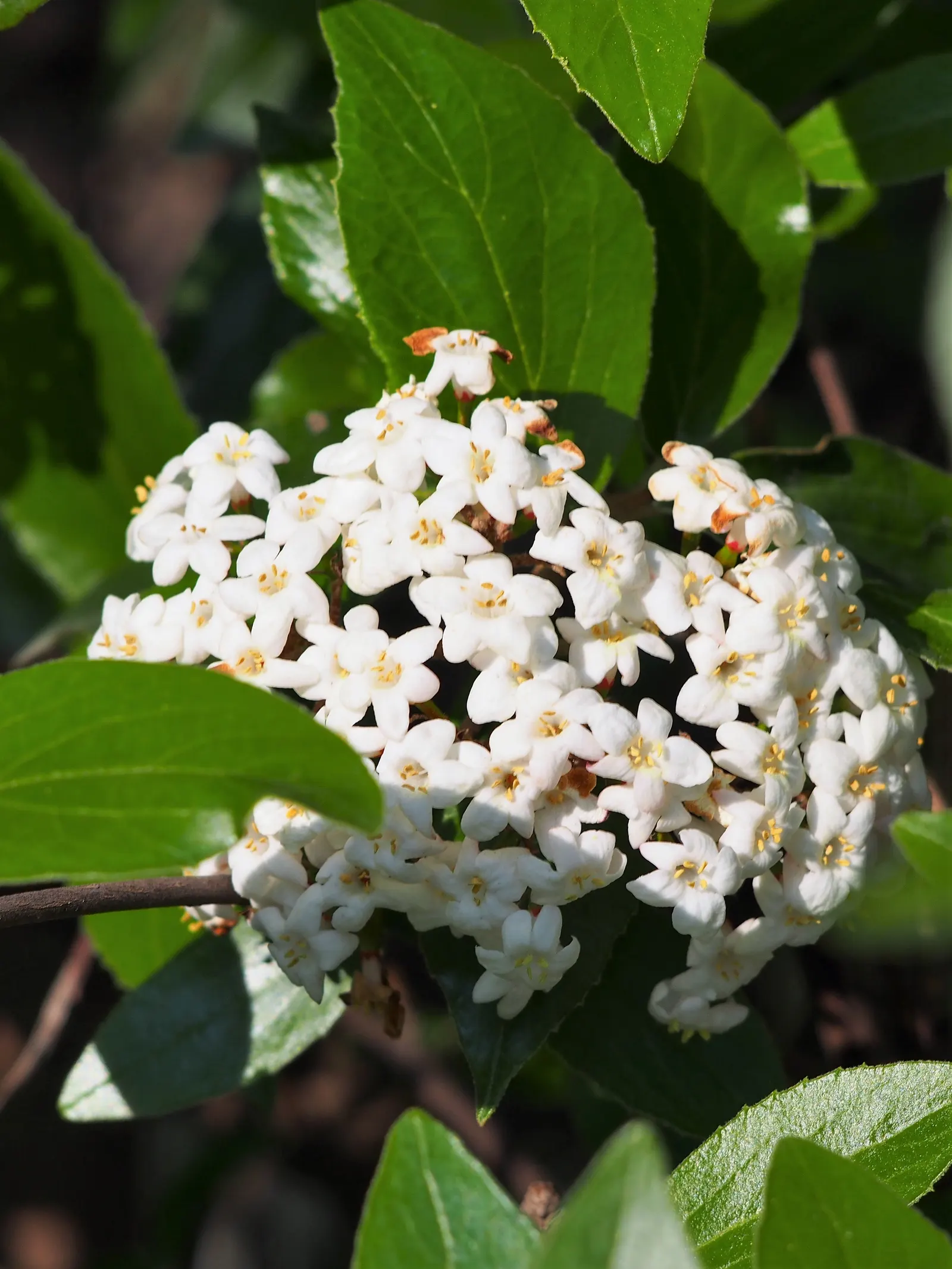 Burkwood Viburnum (Viburnum X Burkwoodii) — shrub with white blooms