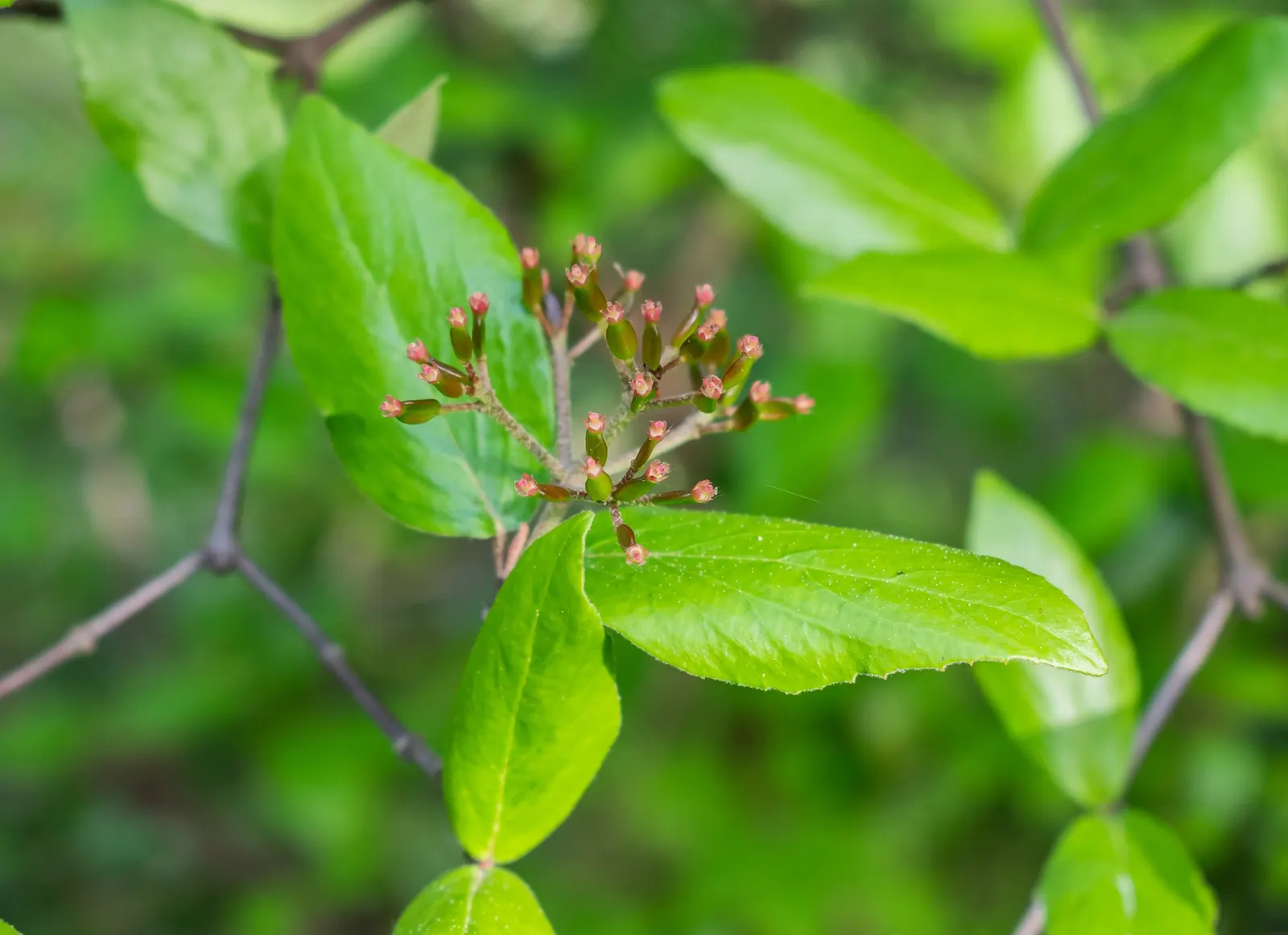 Burkwood Viburnum (Viburnum X Burkwoodii) — white to pinkish flowers in mid-spring