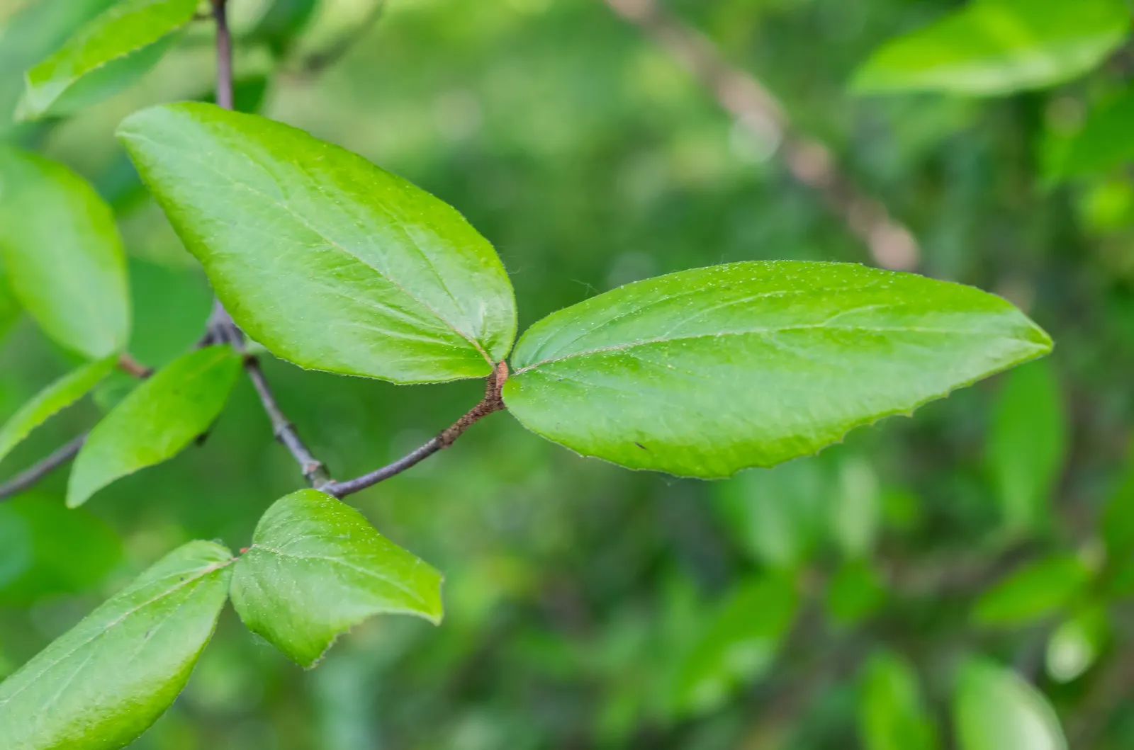 Burkwood Viburnum (Viburnum X Burkwoodii) — This hybrid prefers full sun to partial shade and well-drained soil; the plant flourishes in full sun, image 56