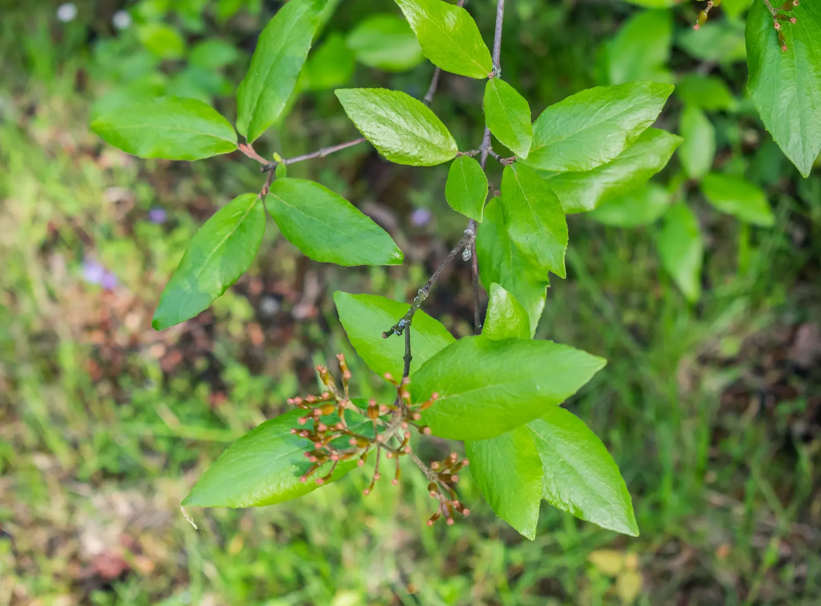 Burkwood Viburnum (Viburnum X Burkwoodii) — while its foliage may transform into striking autumnal hues of red and burgundy; making them superb for hedges or