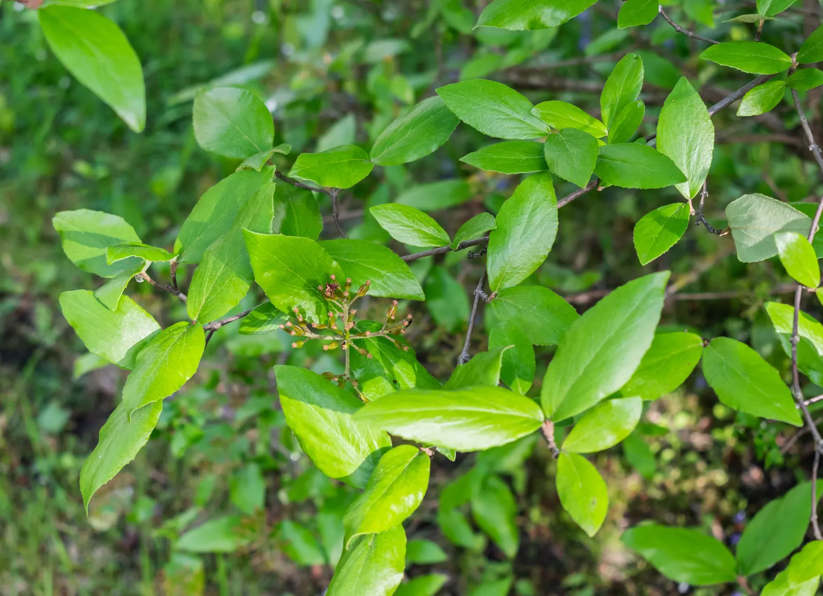 Burkwood Viburnum (Viburnum X Burkwoodii) — a cross between Viburnum carlesii and Viburnum utile; shrub with white blooms