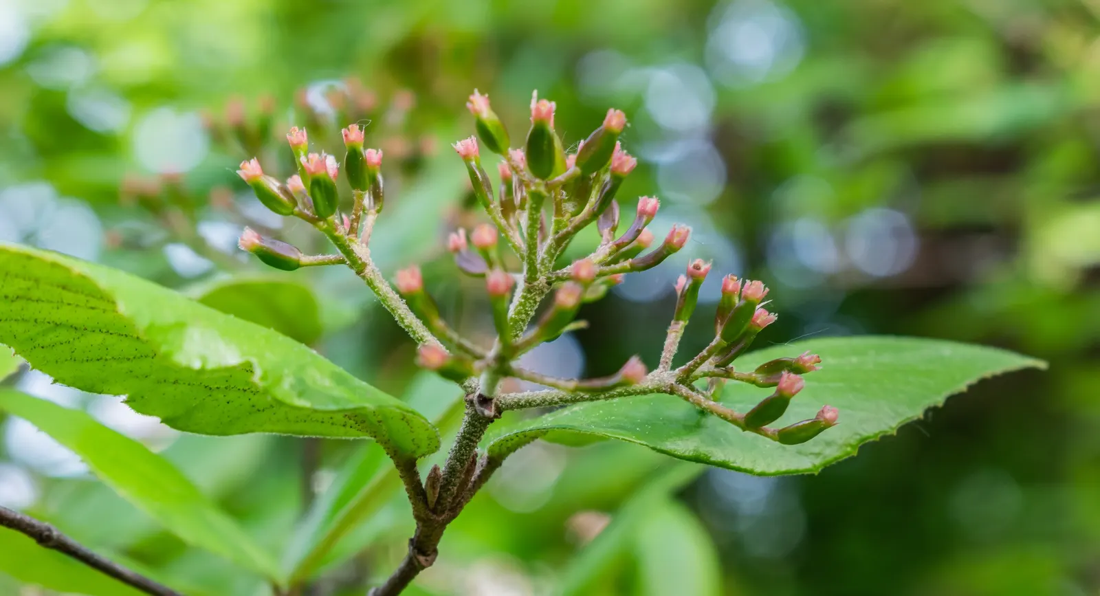 Burkwood Viburnum (Viburnum X Burkwoodii) — pinkish-white blooms in late spring - typically April to May; is an enchanting semi-evergreen shrub