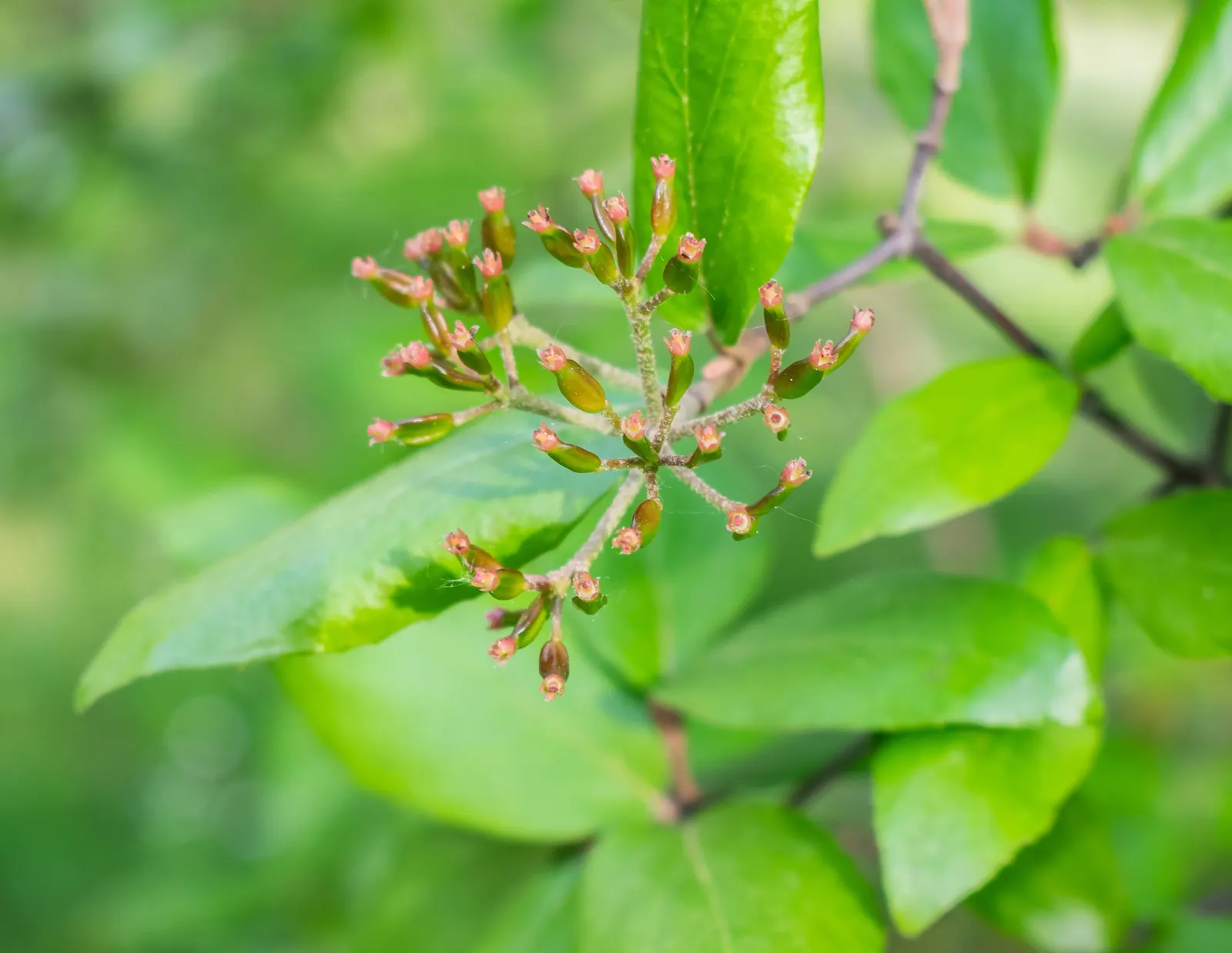 Burkwood Viburnum (Viburnum X Burkwoodii) — glossy foliage and highly fragrant; a cross between Viburnum carlesii and Viburnum utile, image 52