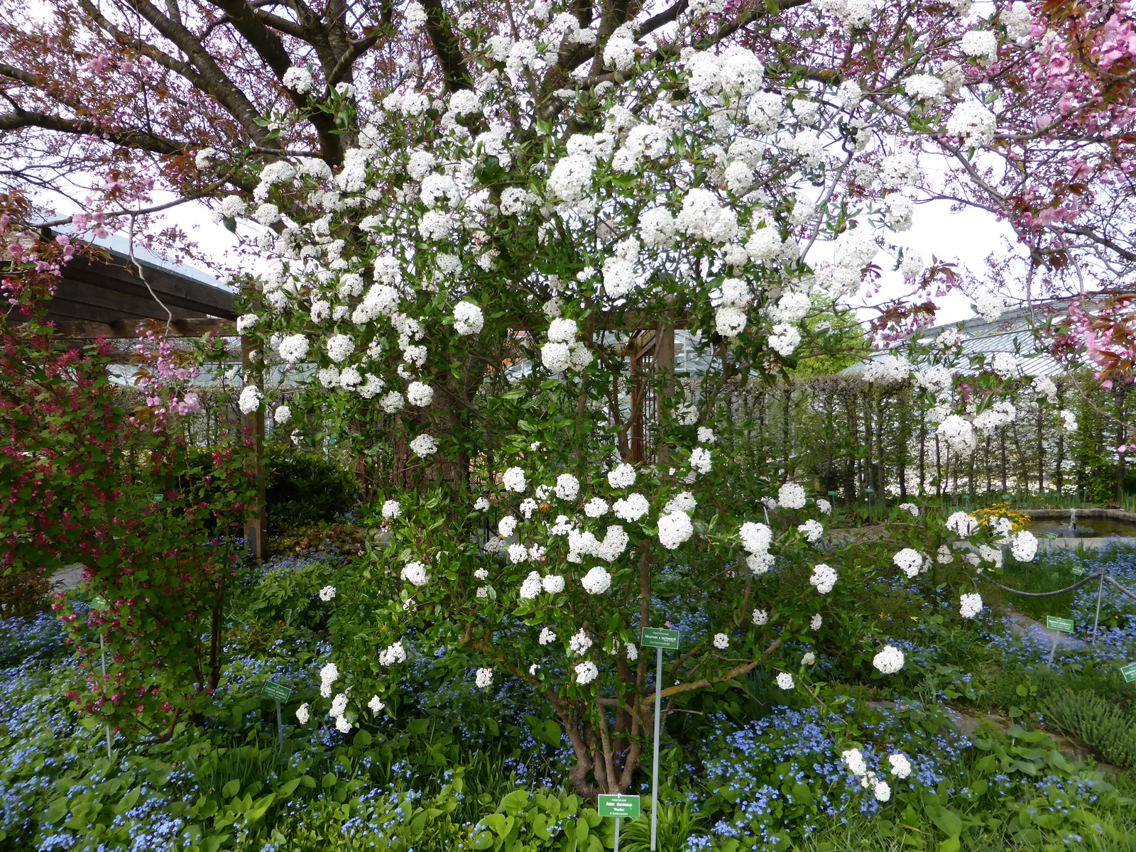 Burkwood Viburnum (Viburnum X Burkwoodii) — white flowers in the garden