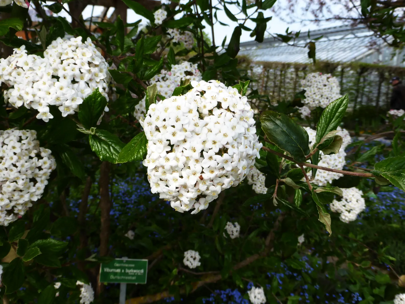 Burkwood Viburnum (Viburnum X Burkwoodii) — is an enchanting semi-evergreen shrub; cherished for its fragrant flowers and year-round interest in the landscape