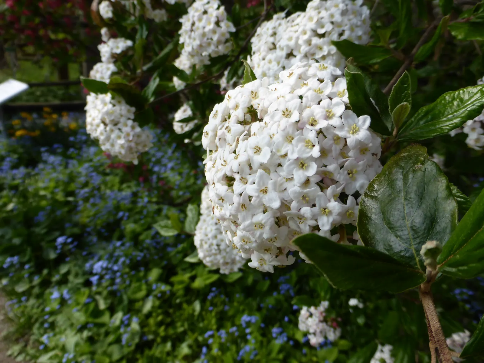 Burkwood Viburnum (Viburnum X Burkwoodii) — Durable and low maintenance, it provides year-round interest with red to black autumn berries