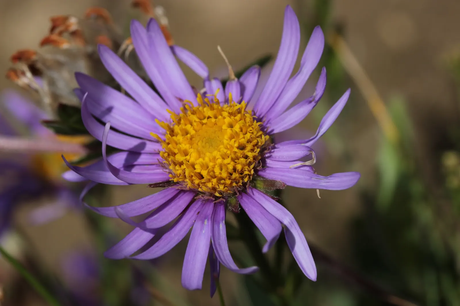 Alpine Aster (Aster Alpinus) — violet flowers in the garden; flourishing in well-drained soil and full sun, image 74