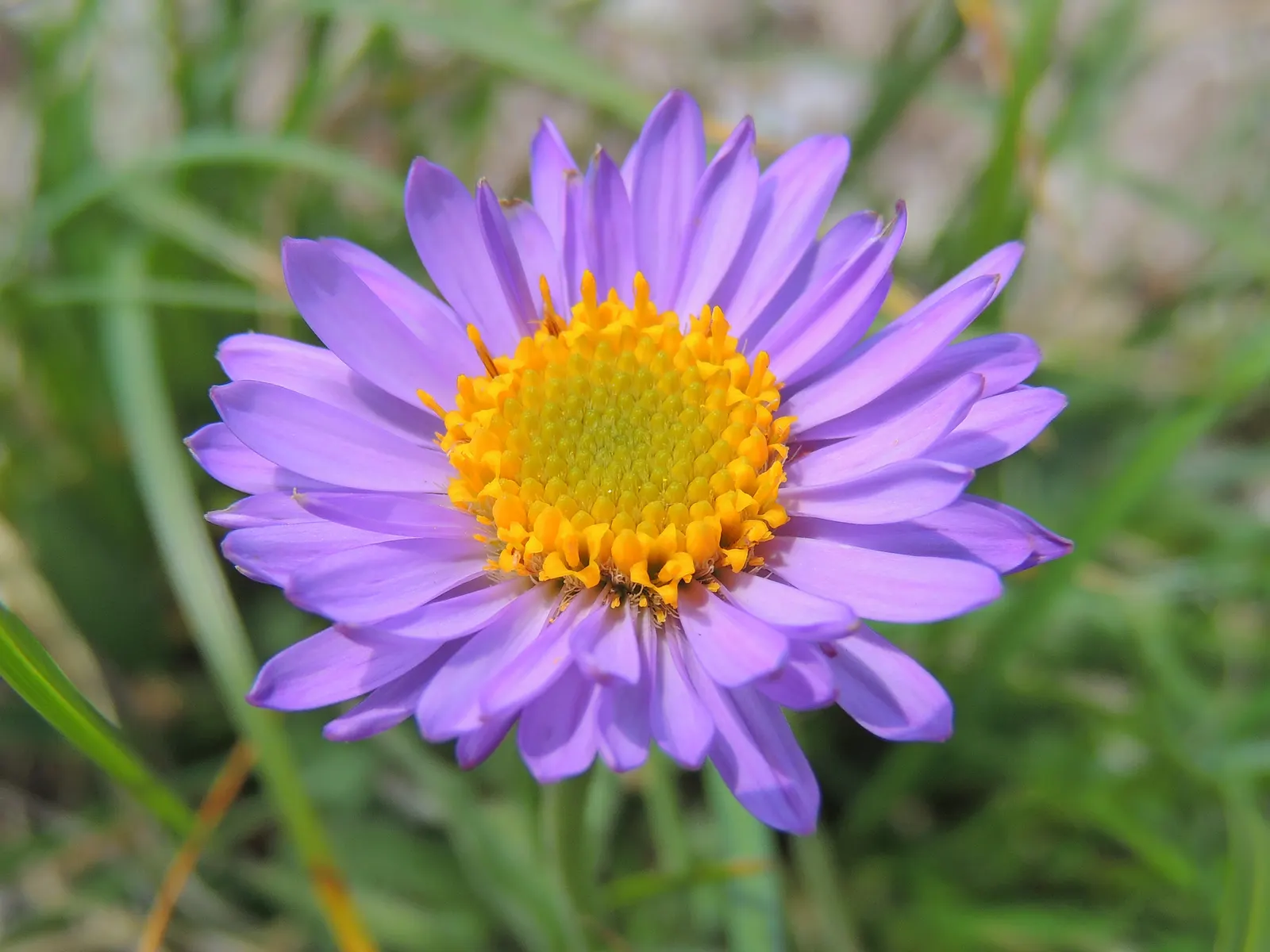 Alpine Aster (Aster Alpinus) — displaying a striking color palette with vibrant violet-blue petals circling a sunny yellow center; this compact gem, image 123
