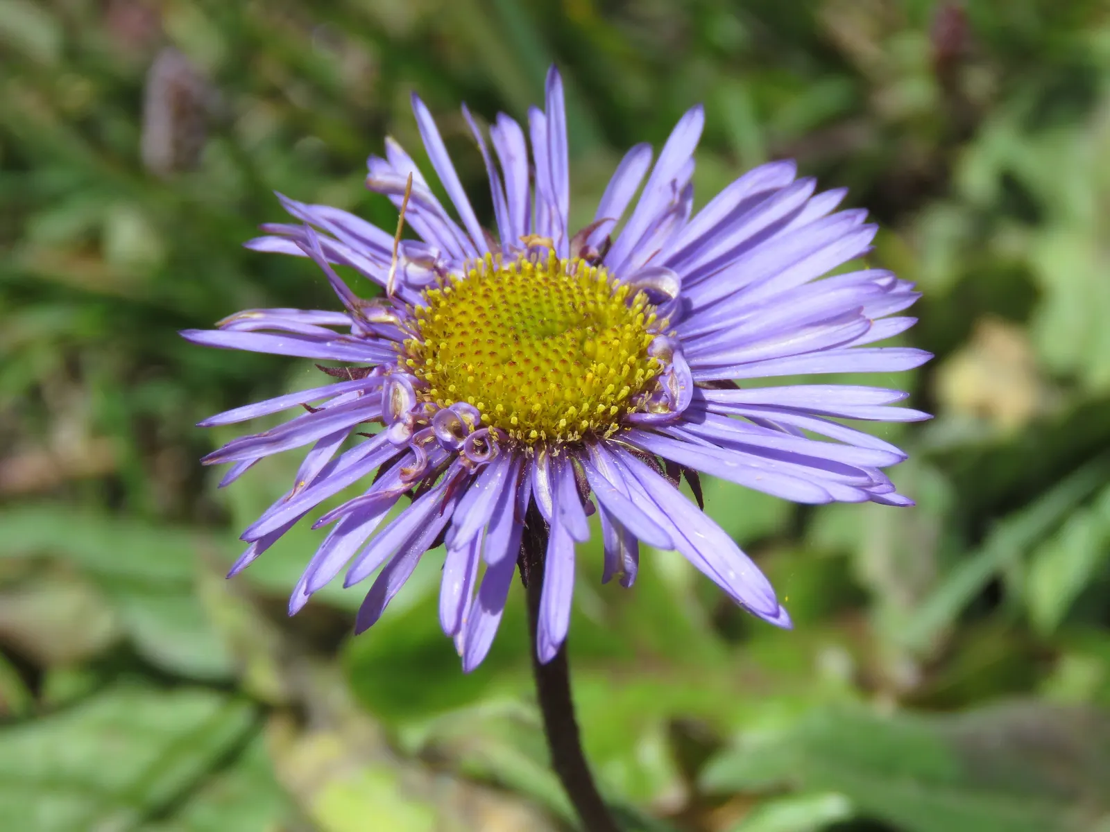 Alpine Aster (Aster Alpinus) — deadheading spent flowers can encourage a prolonged bloom period and prevent self-seeding; its petite size and, image 92