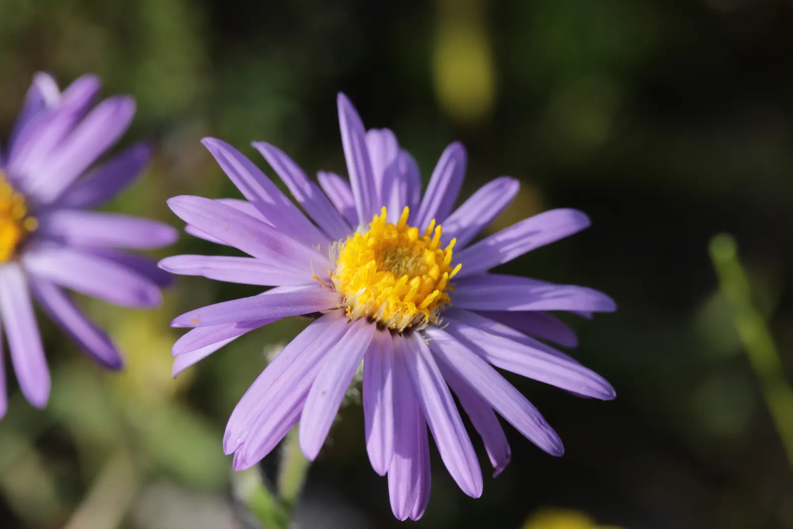 Alpine Aster (Aster Alpinus) — This compact gem reaches a modest height of 6-12 inches with a similar spread; perennial with violet blooms, image 79