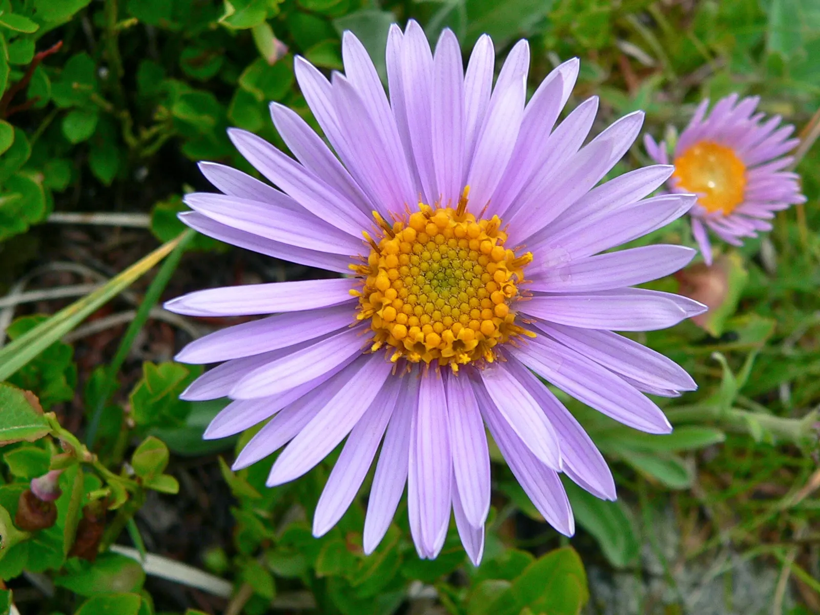 Alpine Aster (Aster Alpinus) — displaying a striking color palette with vibrant violet-blue petals circling a sunny yellow center; this compact gem, image 85