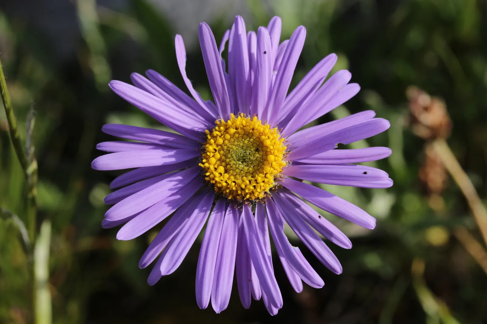 Alpine Aster (Aster Alpinus) — Alpine Aster (Aster alpinus) is a charming perennial thriving in zones 4 to 7; showcasing daisy-like blooms with, image 77