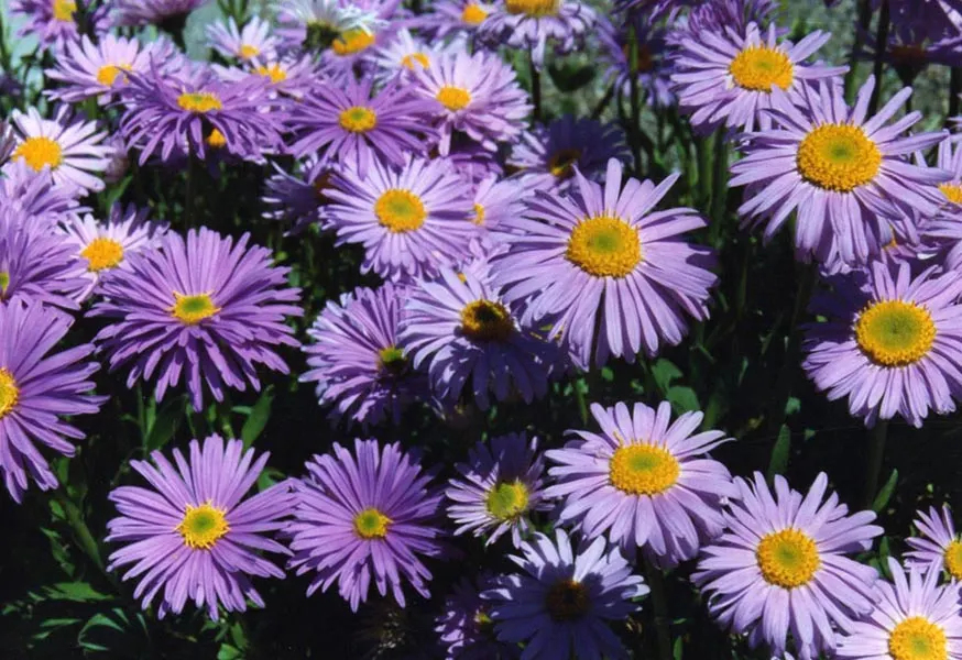 Alpine Aster (Aster Alpinus) — Ideal for rock gardens and borders, it offers a low-maintenance splash of color that attracts pollinators; as their, image 119