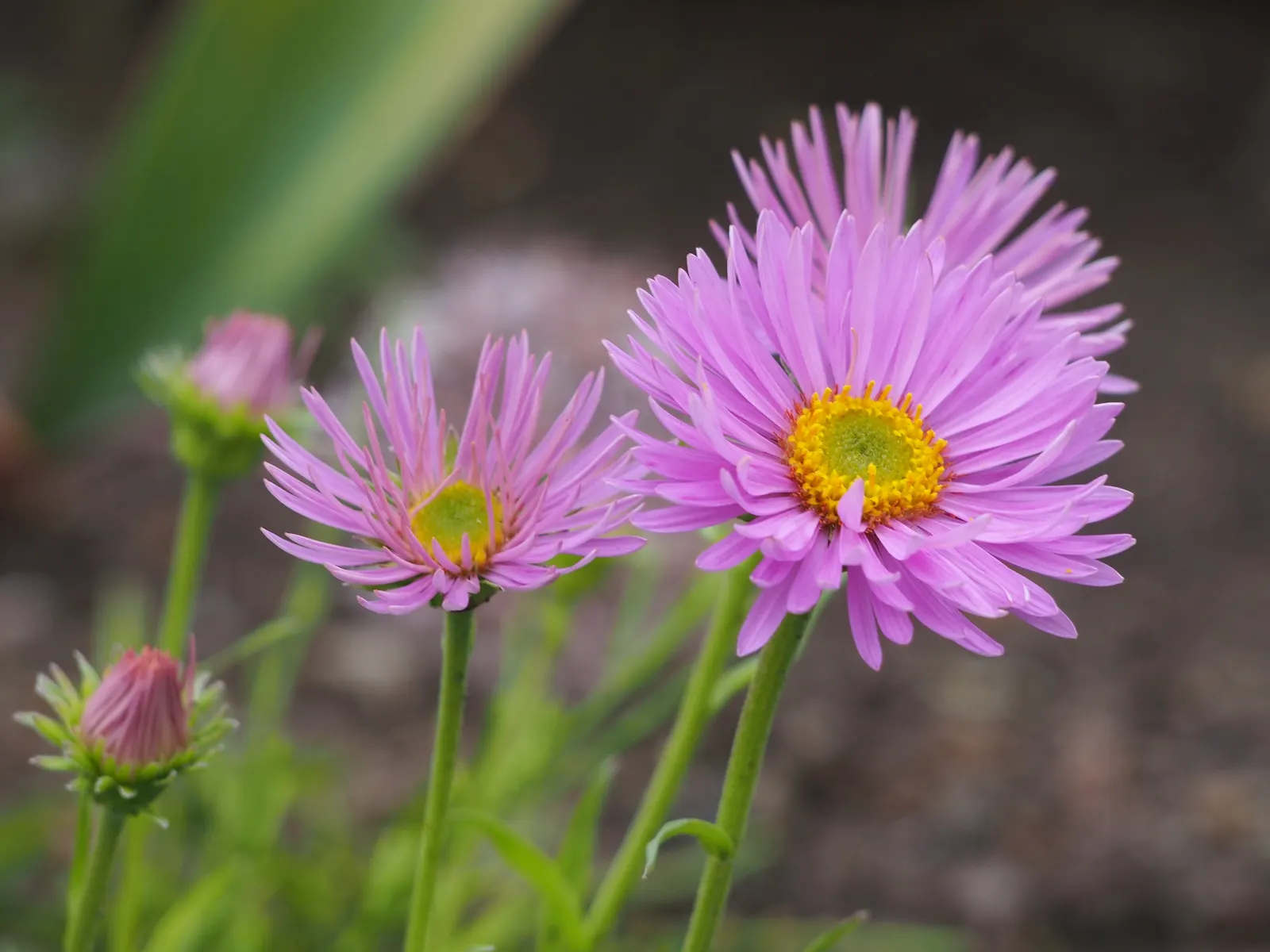 Alpine Aster (Aster Alpinus) — as their blossoms attract pollinators such as butterflies; this low-maintenance specimen is hardy in zones 4 through, image 127