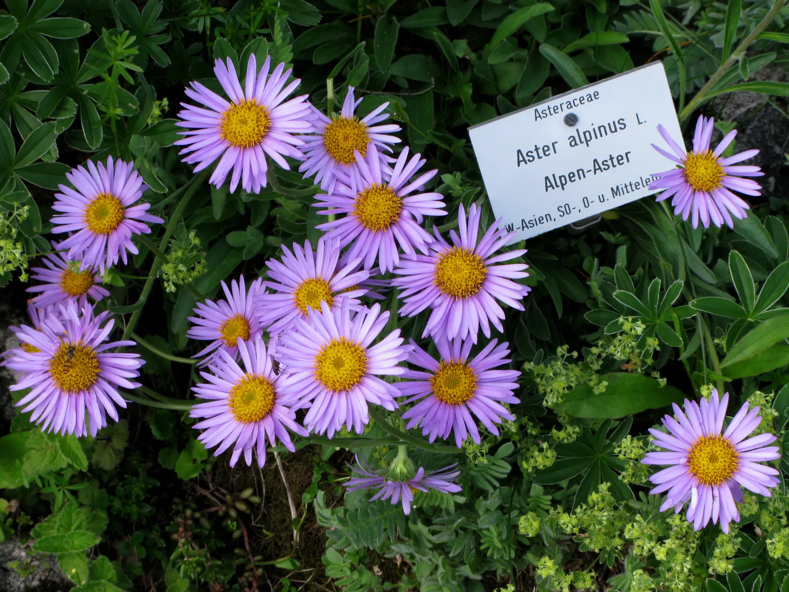 Alpine Aster (Aster Alpinus) — perennial with violet blooms; displaying a striking color palette with vibrant violet-blue petals circling a sunny, image 113