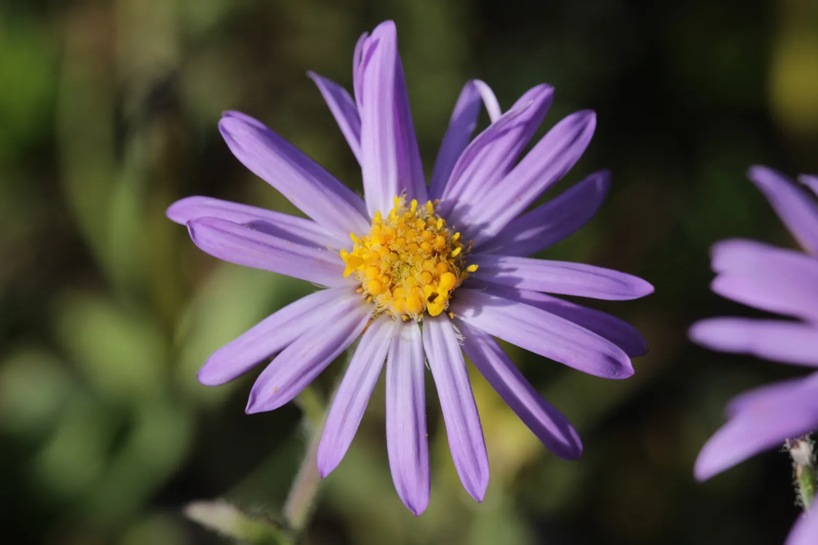 Alpine Aster (Aster Alpinus) — Ideal for rock gardens and borders, it offers a low-maintenance splash of color that attracts pollinators; as their, image 81