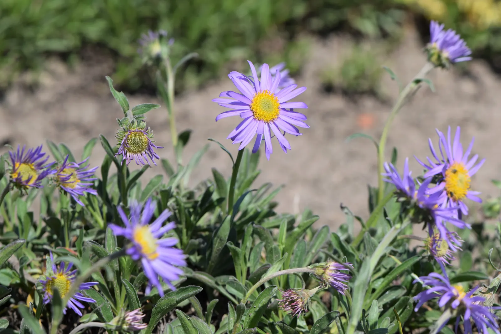 Alpine Aster (Aster Alpinus) — as their blossoms attract pollinators such as butterflies; this low-maintenance specimen is hardy in zones 4 through, image 89