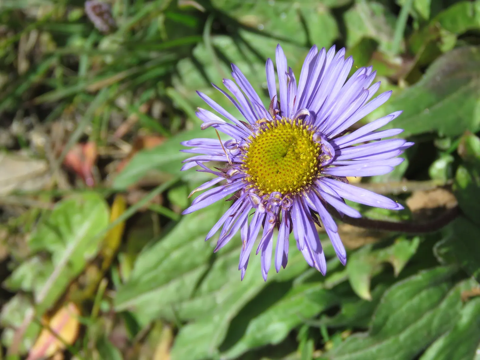 Alpine Aster (Aster Alpinus) — Alpine Aster (Aster alpinus) is a charming perennial thriving in zones 4 to 7; showcasing daisy-like blooms with, image 96