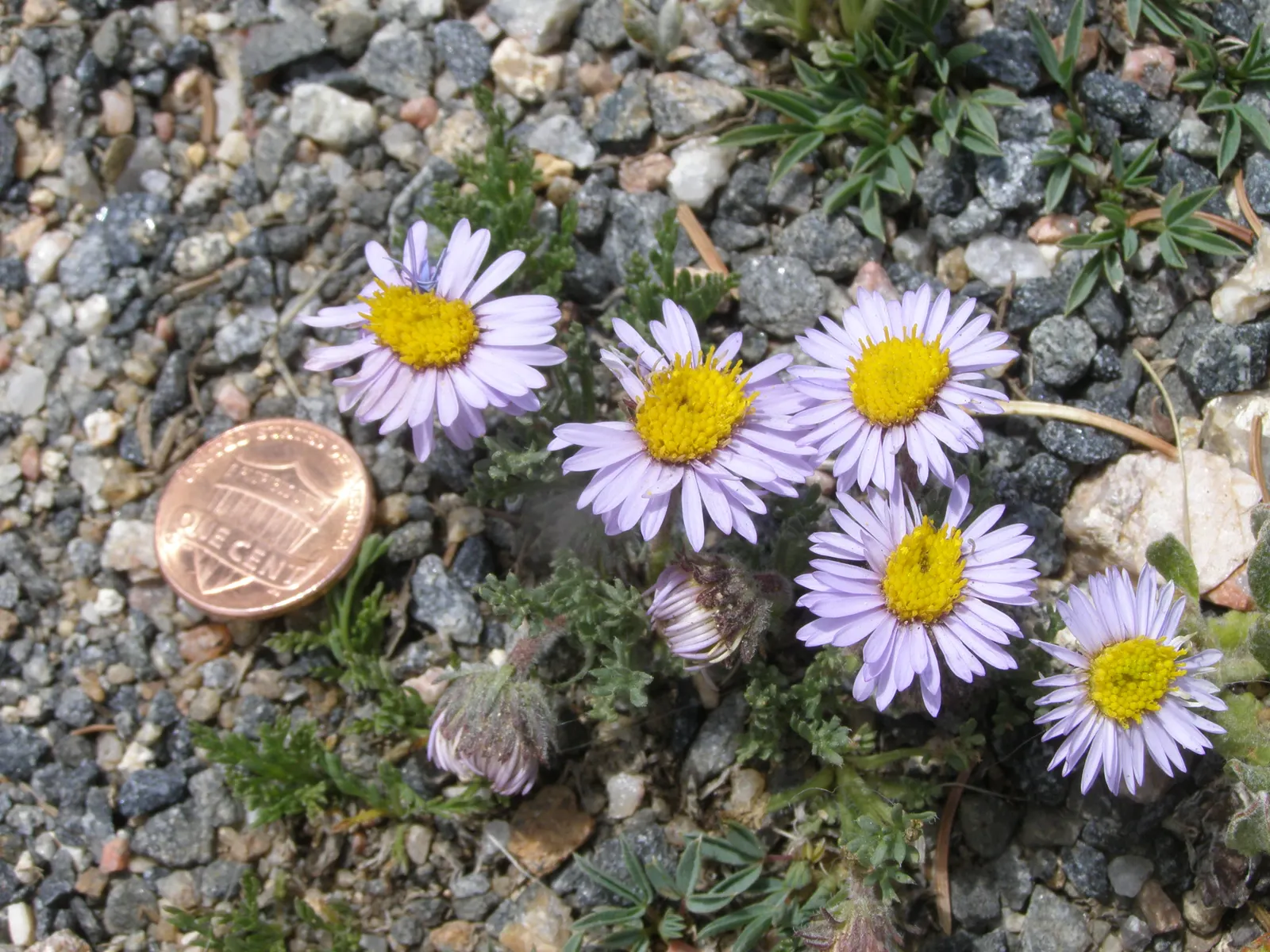 Alpine Aster (Aster Alpinus) — displaying a striking color palette with vibrant violet-blue petals circling a sunny yellow center; this compact gem, image 104