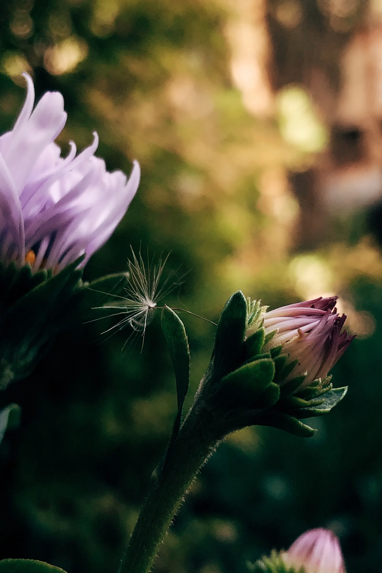 Alpine Aster (Aster Alpinus) — flourishing in well-drained soil and full sun; moderately fertile soil with a slightly acidic to neutral pH, image 78