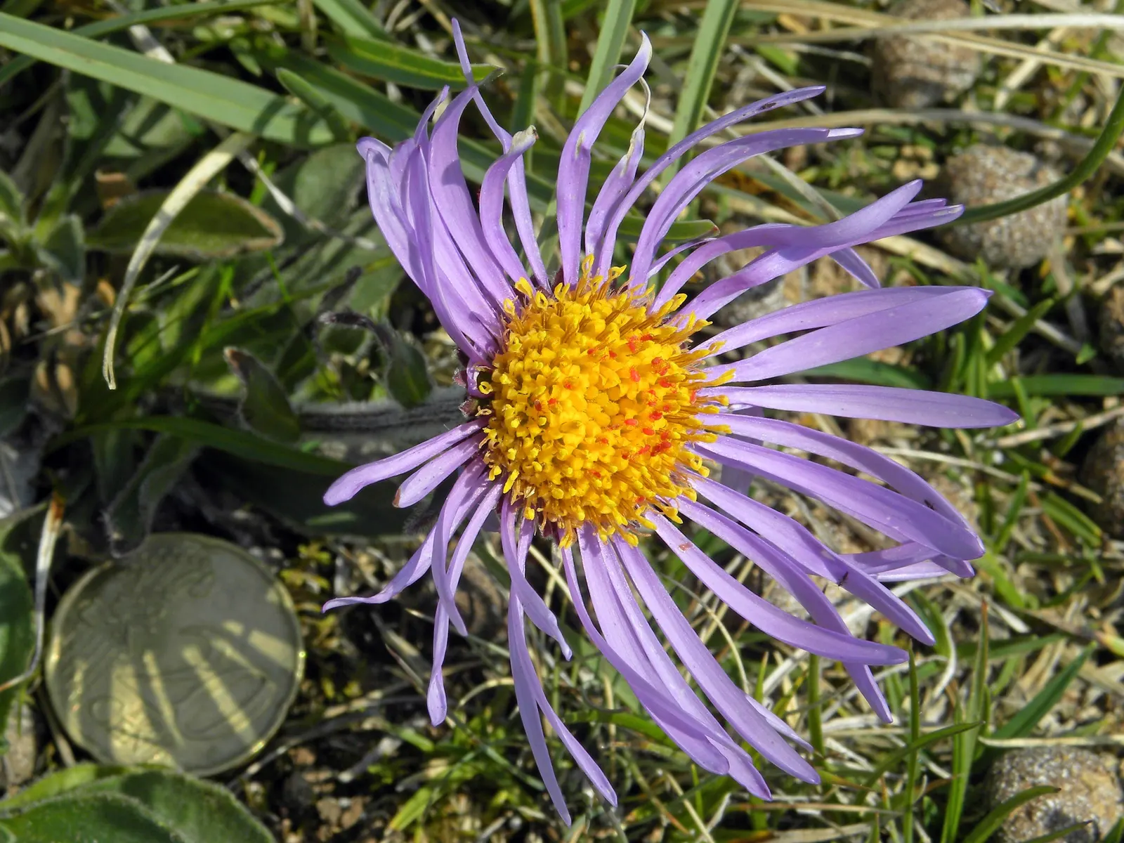 Alpine Aster (Aster Alpinus) — This plant typically grows to about 6 to 12 inches tall with a spread of approximately 12 inches; the Alpine Aster, image 102