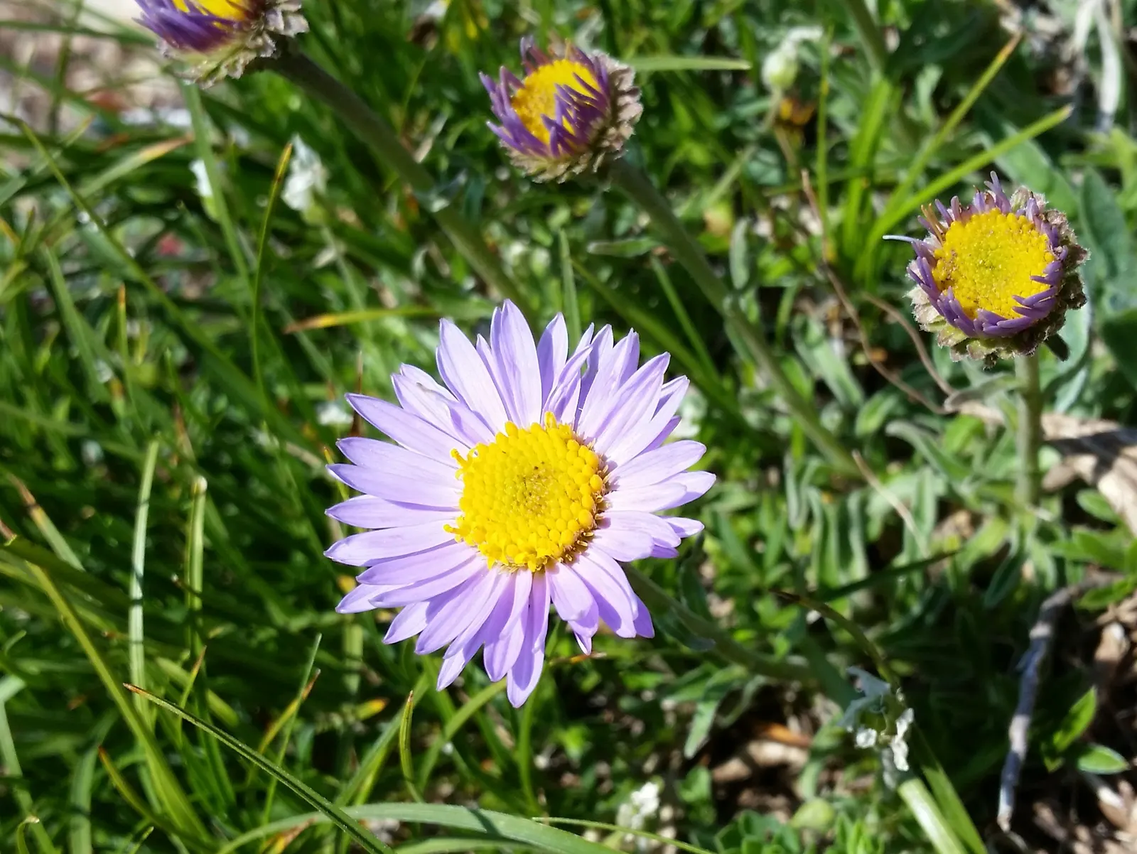 Alpine Aster (Aster Alpinus) — perennial for full; deadheading spent flowers can encourage a prolonged bloom period and prevent self-seeding, image 95