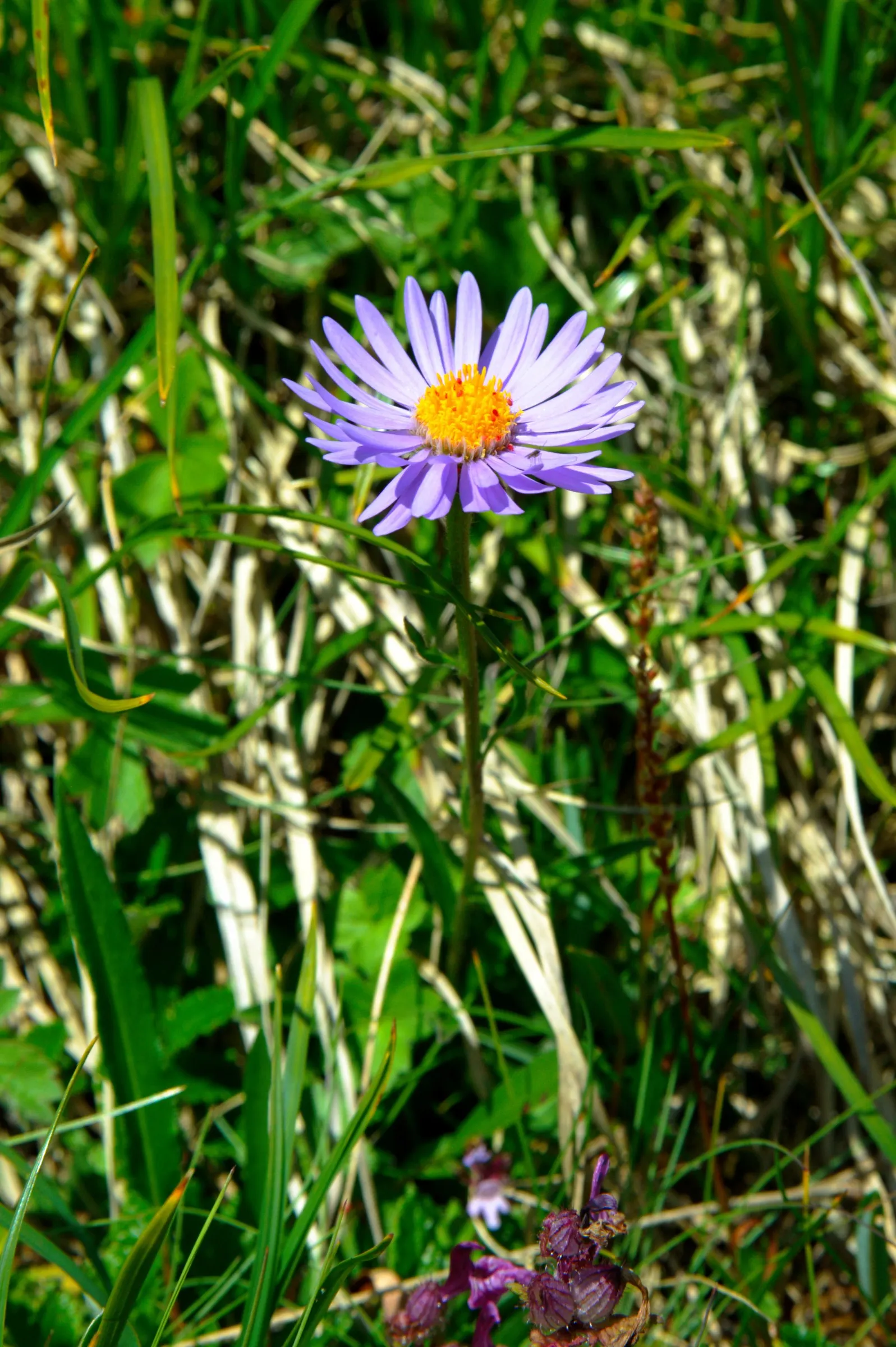 Alpine Aster (Aster Alpinus) — blending splendidly with other alpine species.<br><br>For year-to-year enjoyment; this plant typically grows to, image 53