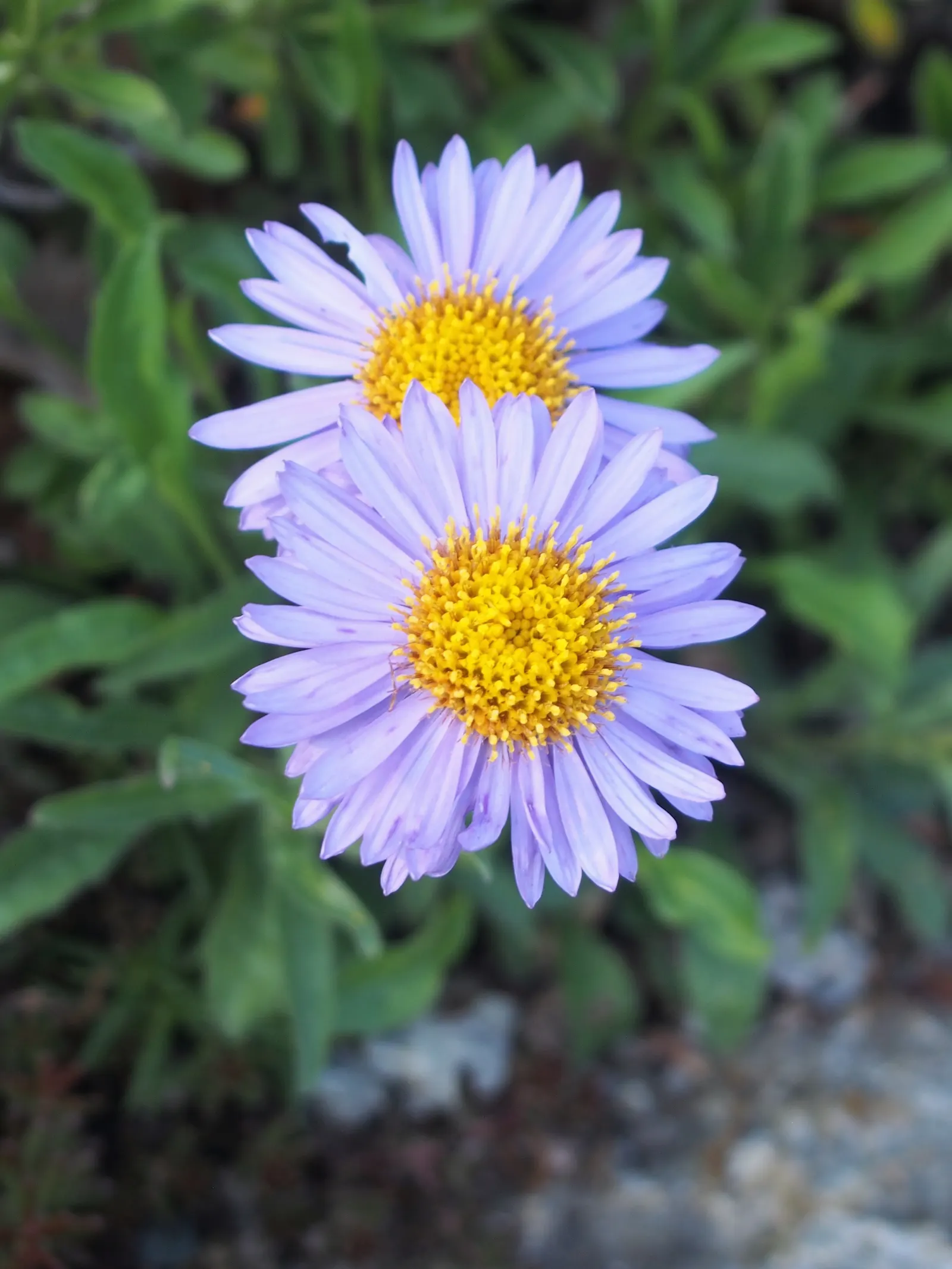 Alpine Aster (Aster Alpinus) — This low-maintenance specimen is hardy in zones 4 through 7; ideal for rock gardens and borders, it offers a, image 69