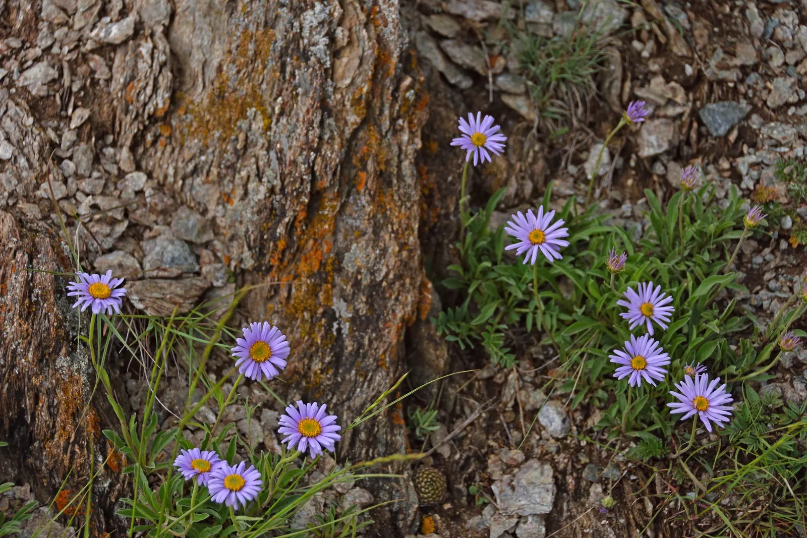 Alpine Aster (Aster Alpinus) — Alpine Aster (Aster alpinus) is a charming perennial thriving in zones 4 to 7; showcasing daisy-like blooms with, image 115