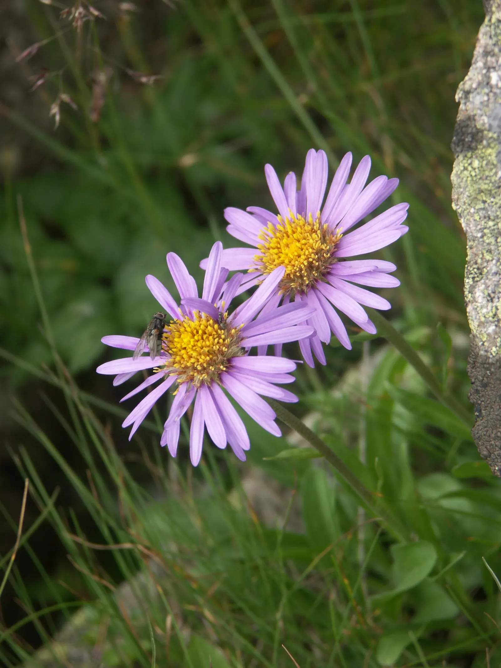 Alpine Aster (Aster Alpinus) — as their blossoms attract pollinators such as butterflies; this low-maintenance specimen is hardy in zones 4 through, image 51