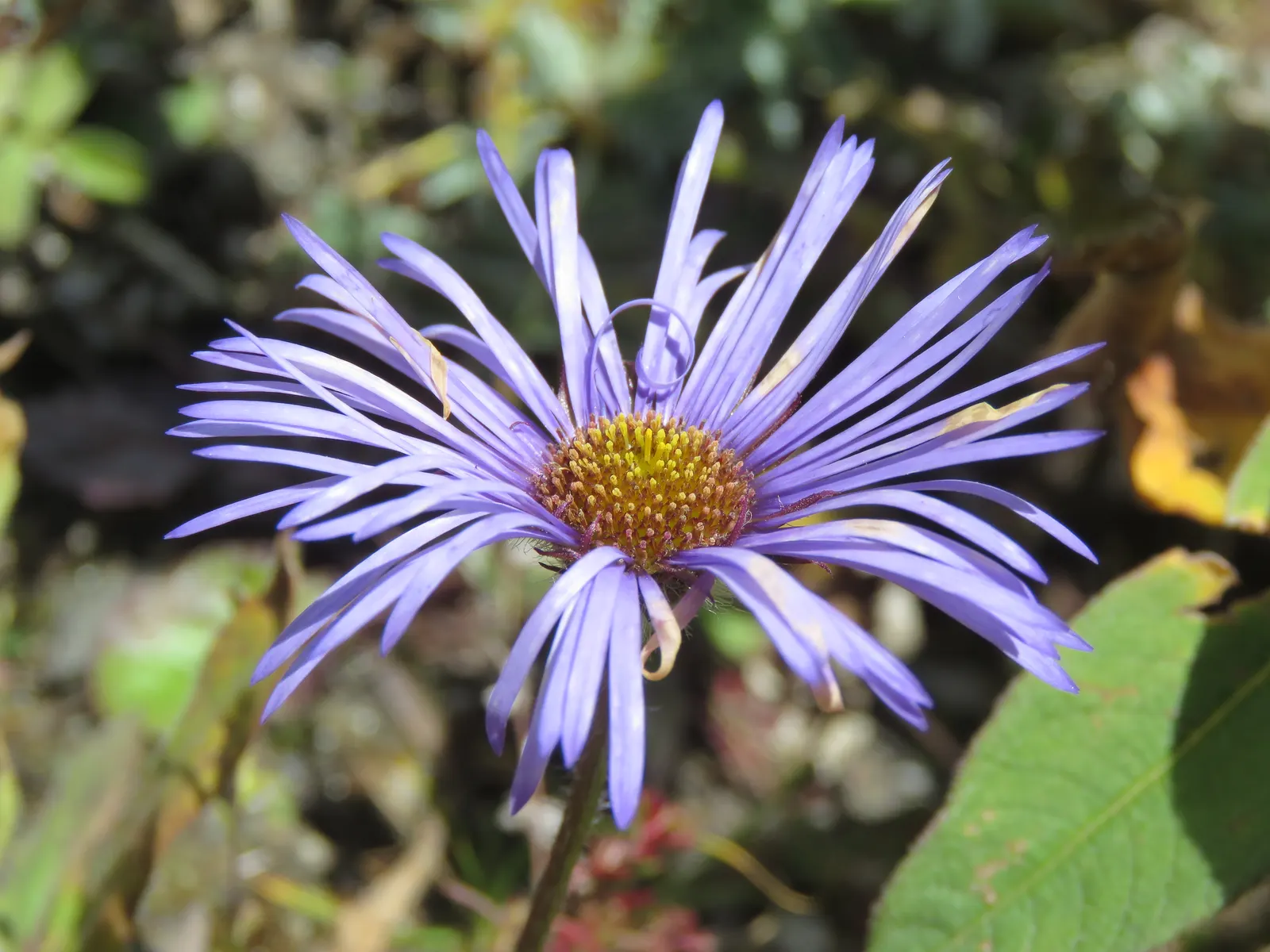 Alpine Aster (Aster Alpinus) — Its petite size and resilience also make it a perfect addition for alpine troughs and rockeries; perennial for full, image 109