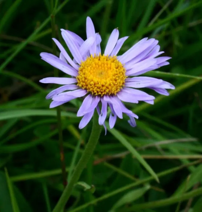 Alpine Aster (Aster Alpinus) — showcasing daisy-like blooms with purple petals and yellow centers from late spring to early summer; achieving both, image 99