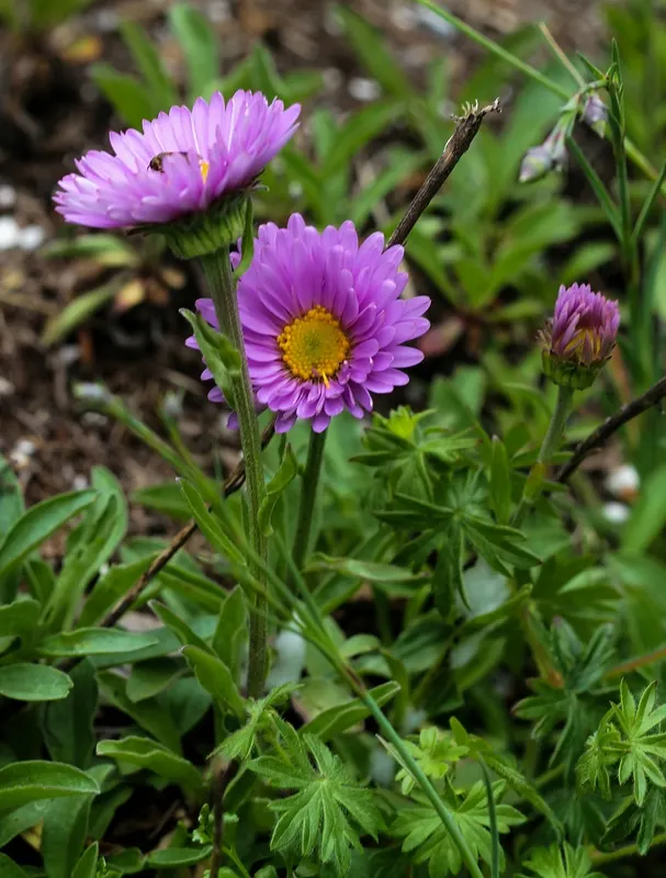 Alpine Aster (Aster Alpinus) — the Alpine Aster blooms from late spring to early summer; blending splendidly with other alpine species.<br><br>For, image 103