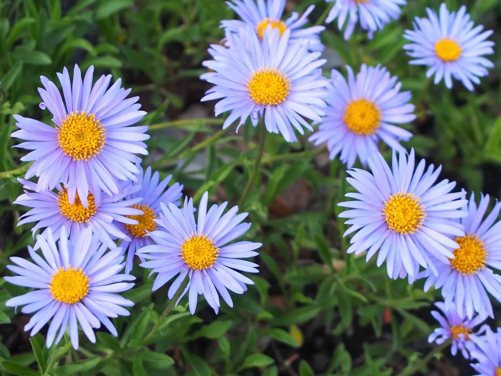 Alpine Aster (Aster Alpinus) — as their blossoms attract pollinators such as butterflies; this low-maintenance specimen is hardy in zones 4 through, image 70