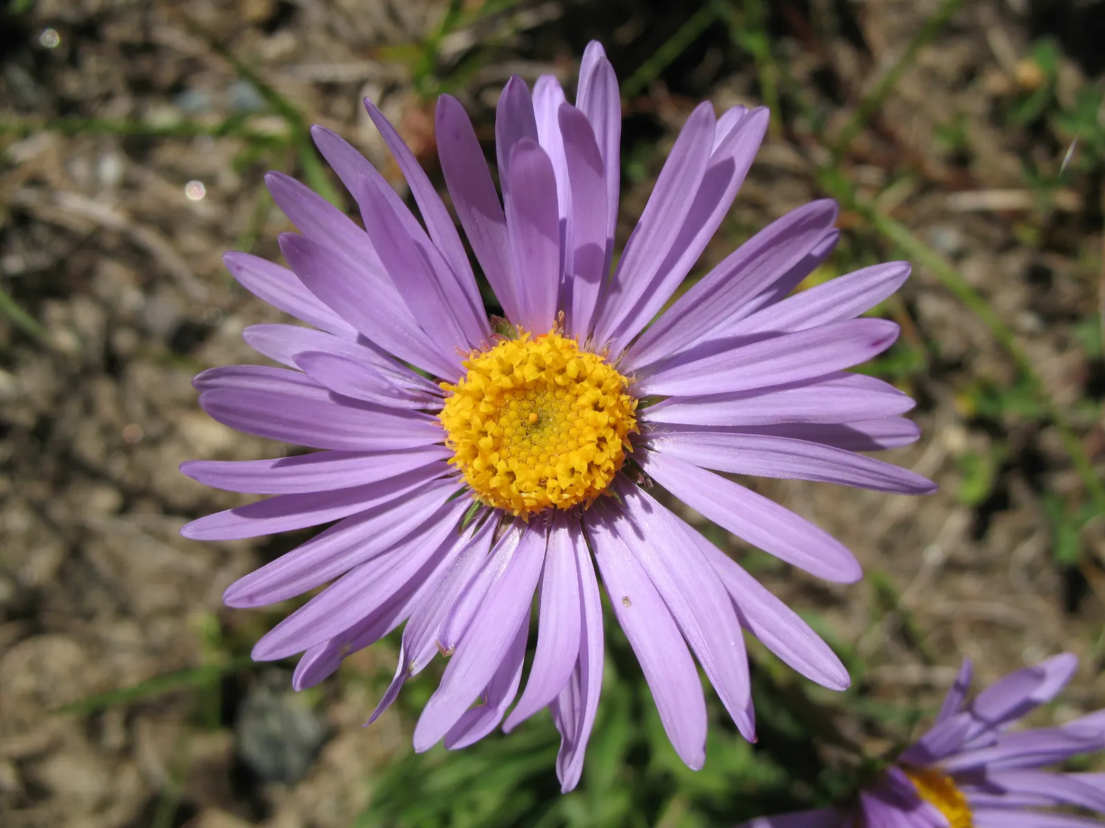 Alpine Aster (Aster Alpinus) — moderately fertile soil with a slightly acidic to neutral pH; violet flowers in the garden, image 68