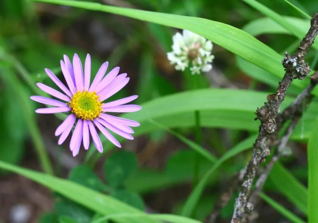 Alpine Aster (Aster Alpinus) — flourishing in well-drained soil and full sun; moderately fertile soil with a slightly acidic to neutral pH, image 97