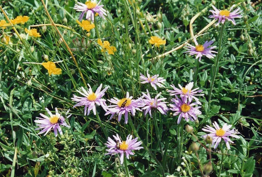 Alpine Aster (Aster Alpinus) — This compact gem reaches a modest height of 6-12 inches with a similar spread; perennial with violet blooms, image 98